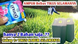 TERNYATA MEMKAI BAHAN INI...!!! cara mengatasi serangan hama tikus di sawah