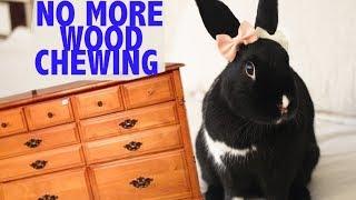 Stop your Bunny from Chewing your Wooden Furniture :  HACK