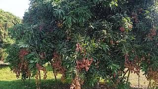 Litchi tree 