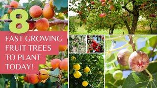 8 of the Fastest Growing Fruit Trees