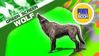 Green Screen Wolf Walking Howl Animal - Footage PixelBoom