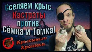 Сселение двух крыс кастратов!  Сёмочка и Томочка съезжаются в одну клетку.  ( Fancy Rats ) 