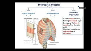 Overview of Thorax (1) - Thoracic Wall - Dr. Ahmed Farid