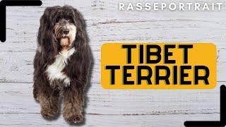 Tibet Terrier - Ursprung, Wesen, Training & Haltung