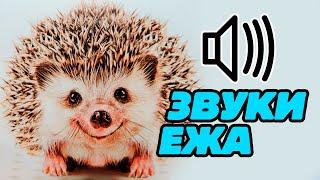 Звуки ежа: какие звуки издаёт ёжик?