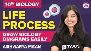 Life Processes Class 10 Important Diagrams | How to Draw Biology Diagrams Easily | Class 10 Boards