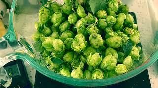 Hop Harvest and aromatic extractions using distillation and ethanolic tincturing