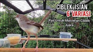 CIBLEK KRISTAL GACOR NGEBREN 6 VARIASI COCOK UNTUK MASTERAN CIBLEK BREN KESAYANGAN ANDA