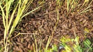 Loads of Toads! Western Toads near Lillooet, BC