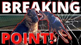 Prince is Done Playing Games! Extremely Difficult German Shepherd makes Unbelievable Improvements!