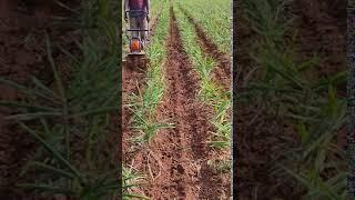 Ginger Farming Technique ( Ginger Farming in India short video ).