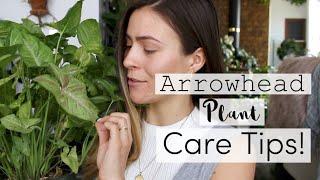 Arrowhead Plant Care Tips & Tricks! | Syngonium Vine Houseplant Care