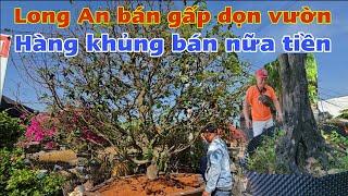 Mai Long An bán sạch dọn vườn giá nào cũng có hạ nữa tiền vừa bán vừa cho