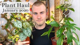 Houseplant Haul | January 2020