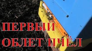 Первый облет пчел в 2020 году (видео не содержит полезной информации - просто облет пчел в феврале)