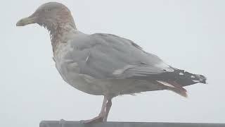 Herring Gull, Larus argentatus, Landtong Rozenburg, ZH, the Netherlands, 27 Dec 2024 (157)