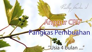 Anggur CRV pangkas pembuahan