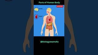 Key Organs of Human Body #biologyexams4u