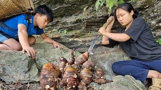 Mute girl and orphan boy - Harvest taro bring to big market to sell, Earn money to cover expenses