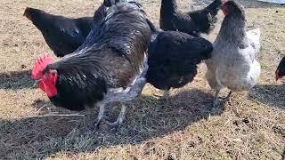 Jersey Giant Chicken the Gentle Giant; Meet our flock; giant chickens; dual purpose poultry breeds