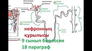 Зәр шығару жүйесі | нефронның құрылысы | нефрон | бүйректің құрылысы | 9 сынып биология|