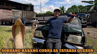 BANGIS NG COBRA SA TAYABAS TOL COBRA NAHIRAPAN DALAWA DAW