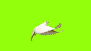 Bird green screen Pigeons |GREEN SCREEN Dove birds Flying effects HD No copyright