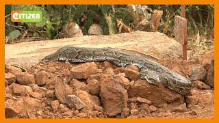 Residents of Baringo shocked as python appears after the burial of a snake charmer