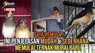 Saya Pemula.⁉️ Ini penjelasan mudah & sederhana memulai ternak murai baru. Terbukti Panen.‼️