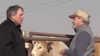 Ted McCullom - Beef & Cattle Literacy - Ionophores