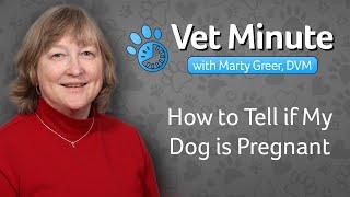 How to Tell if My Dog is Pregnant