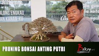 PRUNING BONSAI ANTING PUTRI