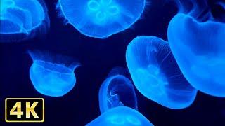 Relax in the fantastic jellyfish images in 2 hours and 33 minutes.