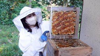 Harvesting beautiful honeycombs. Natural beekeeping of Japanese honeybee.