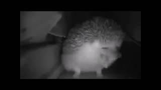 Hedgehog speaks Japanese meme ￼