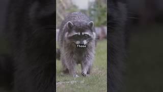 Why You Should Never Feed a Raccoon | Important Safety Tips