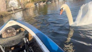 ‍️ Swan Alarm. Another Epic Kayak Adventure  