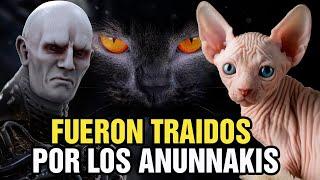 Los Gatos son de Origen Anunnaki – Fueron traídos a la tierra por los Anunnakis - EXPLICACION