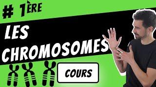 LES CHROMOSOMES -PREMIERE SVT-
