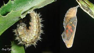 Butterfly Life Cycle - Caterpillar To Butterfly Transformation Time-Lapse