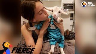Baby Goat Is Pretty Sure He's A Dog | The Dodo Little But Fierce