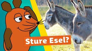 Sind Esel wirklich stur? | Die Maus | WDR