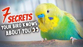 7 Secrets Your Bird Knows About You