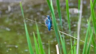 Common Kingfisher | Рибалочка