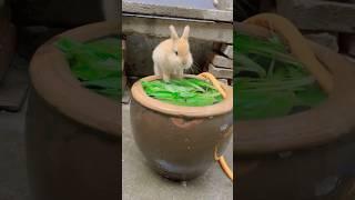 Rabbit baby are dying #rabbit #cat #kitten #ytshorts #rabbitbaby #rabbitwater#kitten