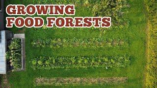 EP #440: Maximize Your Garden Yield Now: Food Forest Principles (Syntropic Agroforestry)