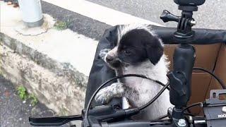 A Man Picked Up A Stray Puppy, Took It Home 2,000 Km Away On His Bicycle