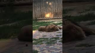 Лев зоопарк lion zoo