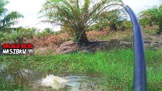 Baru Datang Sudah Adu Otot Dengan Ikan Gabus Besar #Mancing Joran Tegek