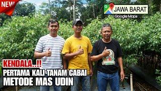 PETANI PEMULA TANAM CABAI METODE MAS UDIN | ATASI SERANGAN LALAT BUAH